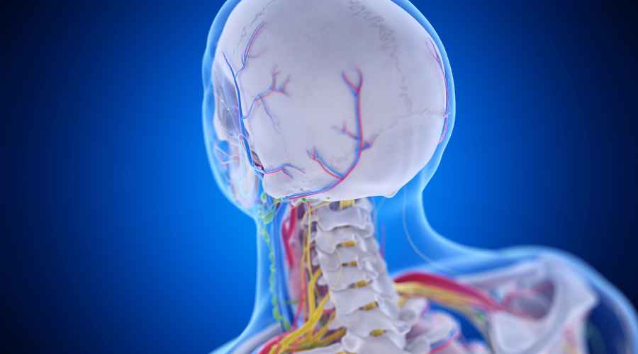 nervi e vertebre cervicali