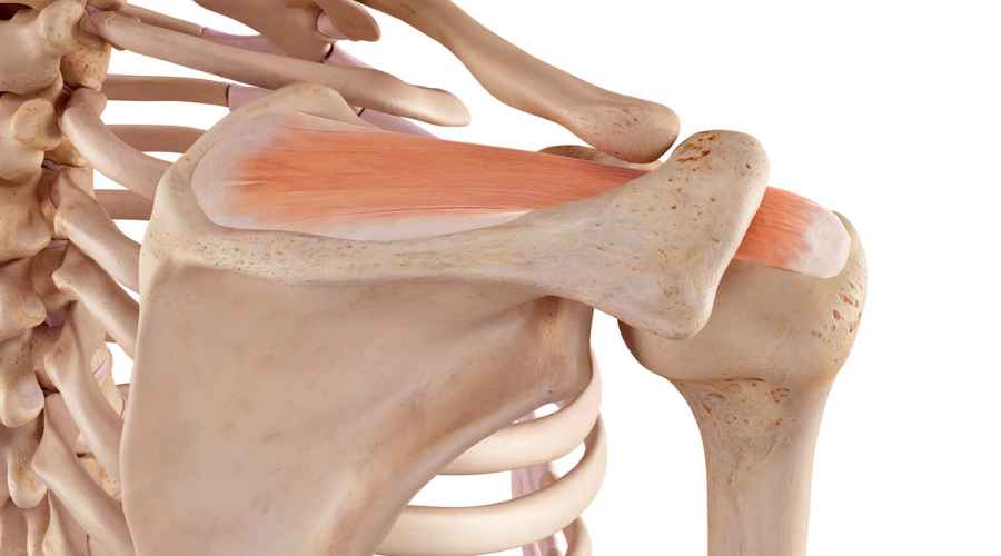 sovraspinato dove si trova