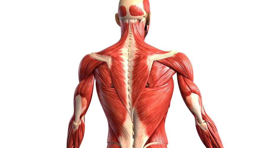 muscoli cervicale dolore